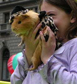 petacular guinea pig